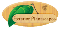 Exterior Plantscapes